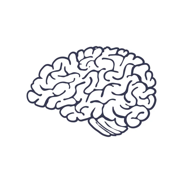 Cerebro dibujado a mano aislado sobre fondo blanco. Vector — Vector de stock