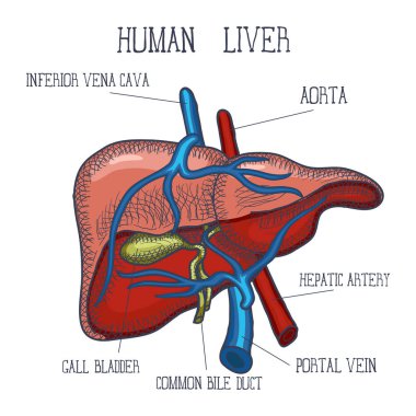 Mürekkep insan karaciğer, elle çizilmiş kroki, Stil, oyulmuş anatomik illüstrasyon doodle. Vektör