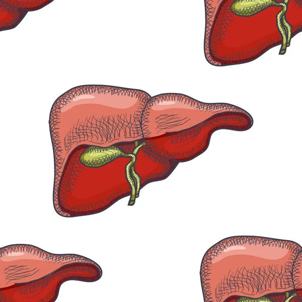 Human Liver Anatomy Structure Diagram Schematic Vector Illustration Medical  Science Stock Vector by ©AlexanderPokusay 678884932