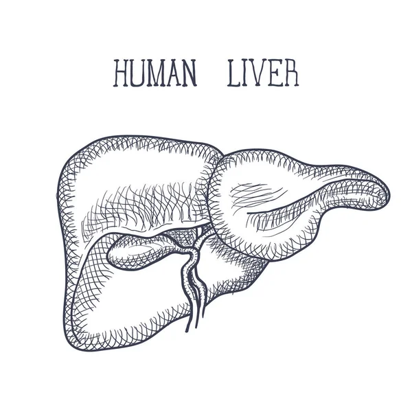 Tinta de esboço Fígado humano, desenhado à mão, estilo doodle —  Vetores de Stock