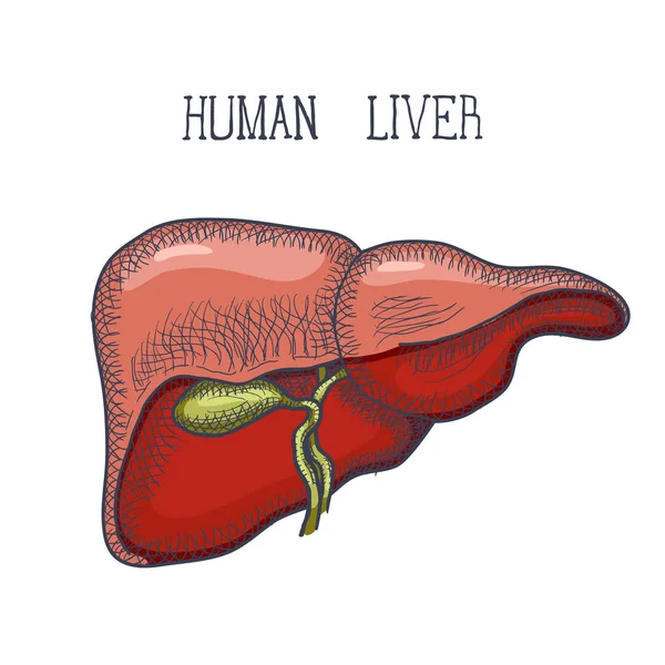 Tinta de esboço Fígado humano, desenhado à mão, estilo doodle —  Vetores de Stock