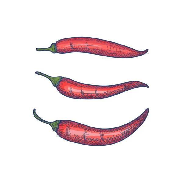 Hand Drawn Set of Chili Peppers Terisolasi di White Background. Vektor - Stok Vektor