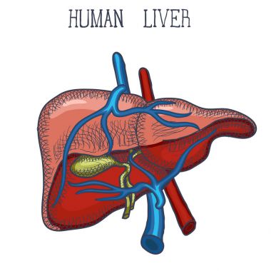 Mürekkep insan karaciğer, elle çizilmiş doodle stil kroki