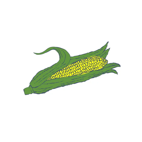 Ручной рисунок кукурузы изолирован на белом фоне. Вектор — стоковый вектор