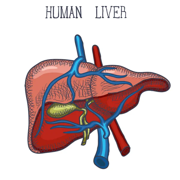 Tinta de esboço Fígado humano, desenhado à mão, estilo doodle — Vetor de Stock