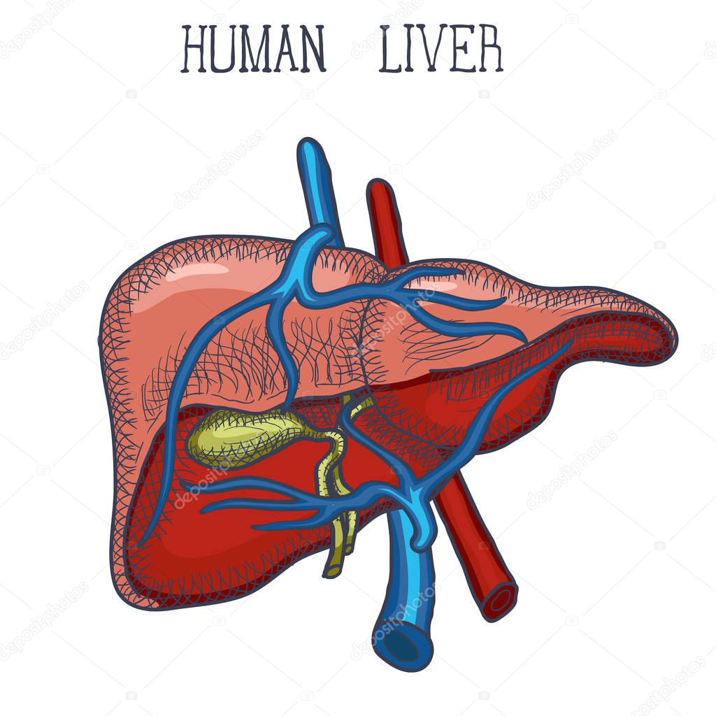 Sketch Ink Human liver, hand drawn, doodle style