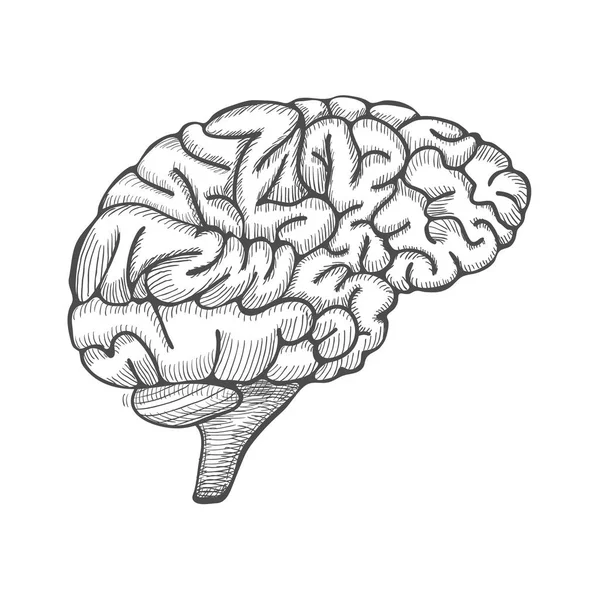 Ilustração cerebral gravada, ilustração anatômica desenhada à mão. Vetor — Vetor de Stock