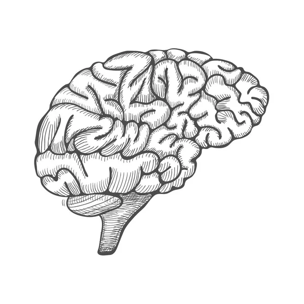 खोदकाम मेंदूचे उदाहरण, हाताने काढलेल्या अdॅनाटॉमिकल इलस्ट्रेशन. व्हेक्टर — स्टॉक व्हेक्टर