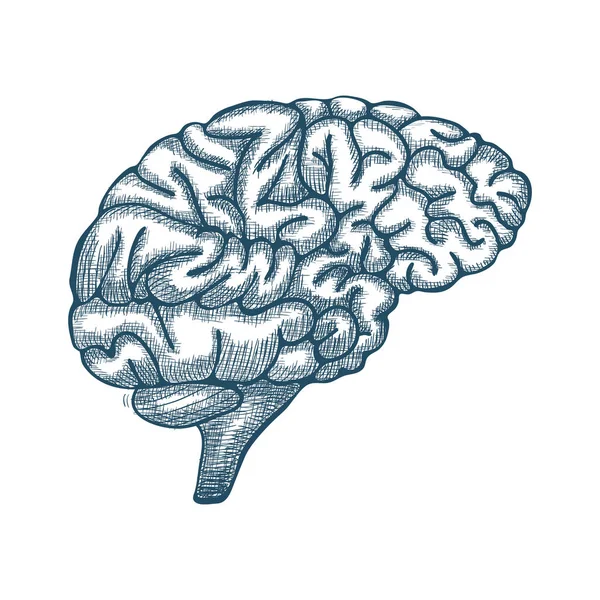 Ilustración cerebral grabada, ilustración anatómica dibujada a mano. Vector — Vector de stock