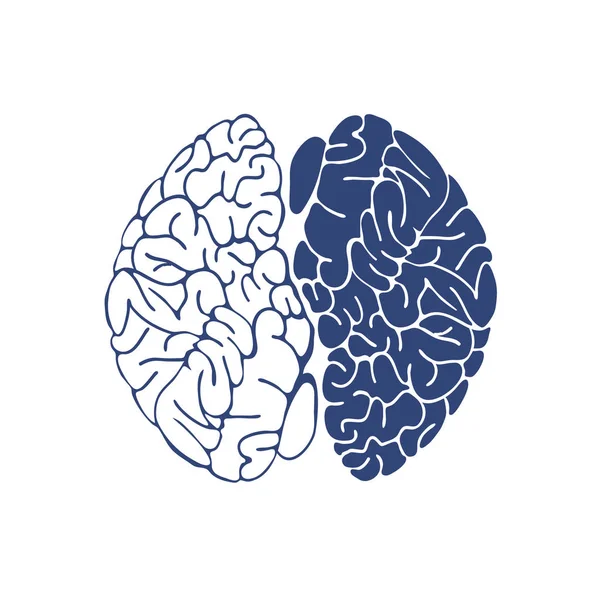 Sketch Ink Human Brain, desenhado à mão, ilustração anatômica. Vetor — Vetor de Stock