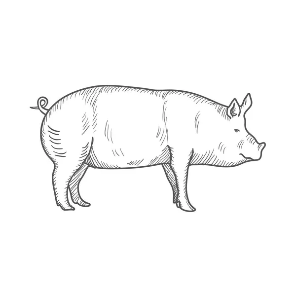 돼지는 흰색 바탕에 고립 된 빈티지 새겨진된 그림. 벡터 — 스톡 벡터