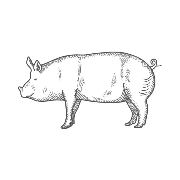 Pig vintage gravada ilustração isolada em um fundo branco. Vetor —  Vetores de Stock