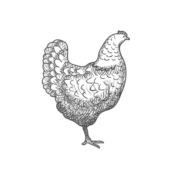 Poulet vintage gravé illustration isolée sur un fond blanc. Vecteur — Image vectorielle