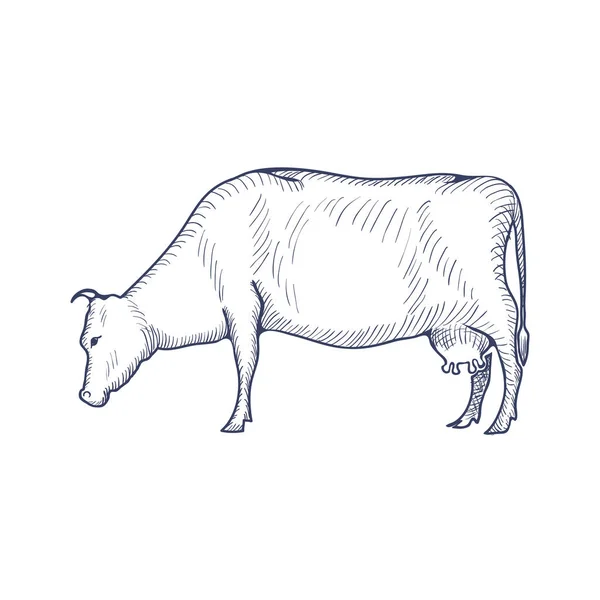 Vaca vintage gravada ilustração isolada em um fundo branco. Vetor — Vetor de Stock