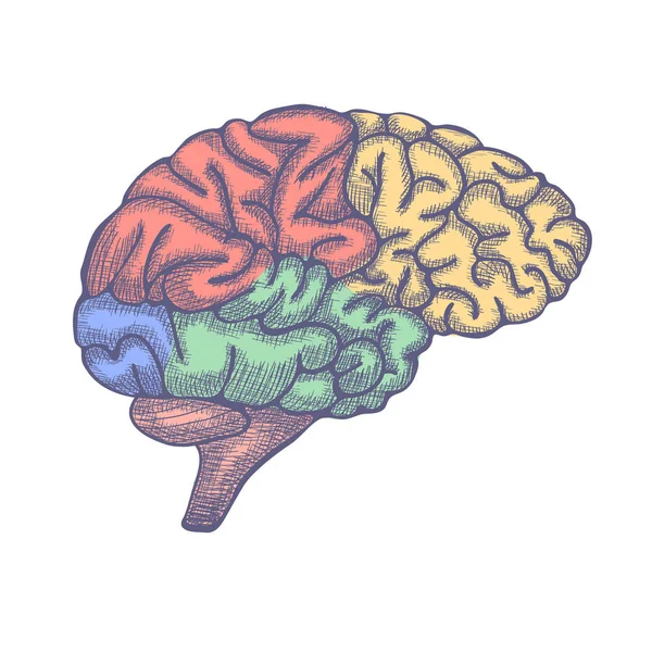 Ilustración cerebral grabada, ilustración anatómica dibujada a mano. Vector — Vector de stock