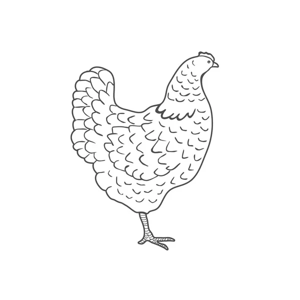 Poulet dessiné à la main isolé sur fond blanc. Vecteur — Image vectorielle