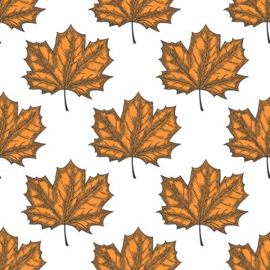 Elle çizilmiş Maple Leaf Seamless modeli. Vektör
