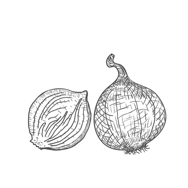 Dibujado a mano dos cebollas grabadas en fondo blanco. Vector — Vector de stock