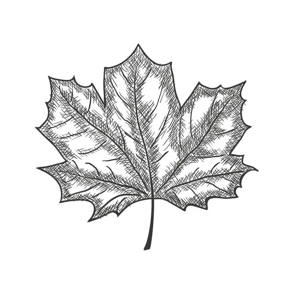 Elle çizilmiş Maple Leaf Vintage kroki basık. Vektör — Stok Vektör