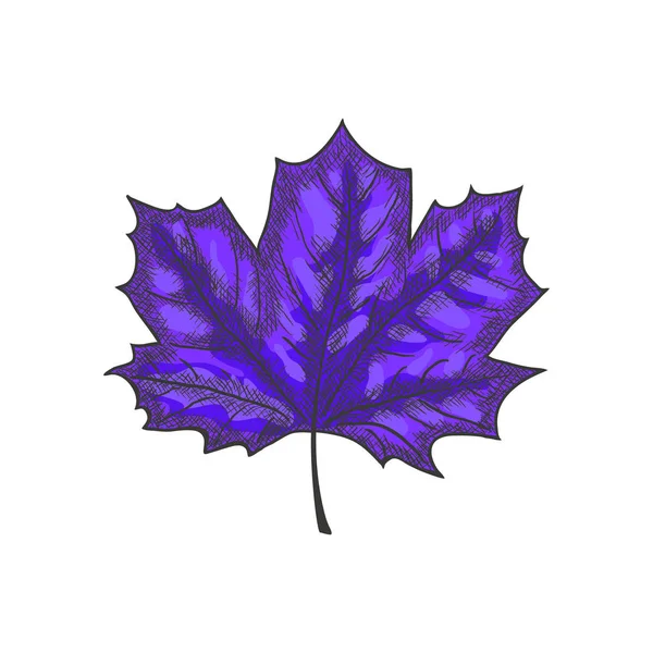 Elle çizilmiş Maple Leaf Vintage kroki basık. Vektör — Stok Vektör