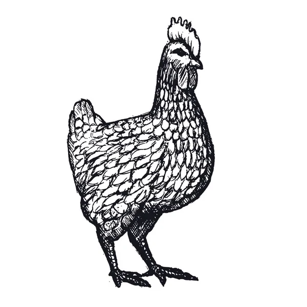 Gallina o pollo disegnato a mano con linee di contorno su sfondo bianco. Elegante disegno monocromatico di pollame domestico da fattoria. illustrazione in stile xilografico, incisione o incisione vintage. Vettore — Vettoriale Stock