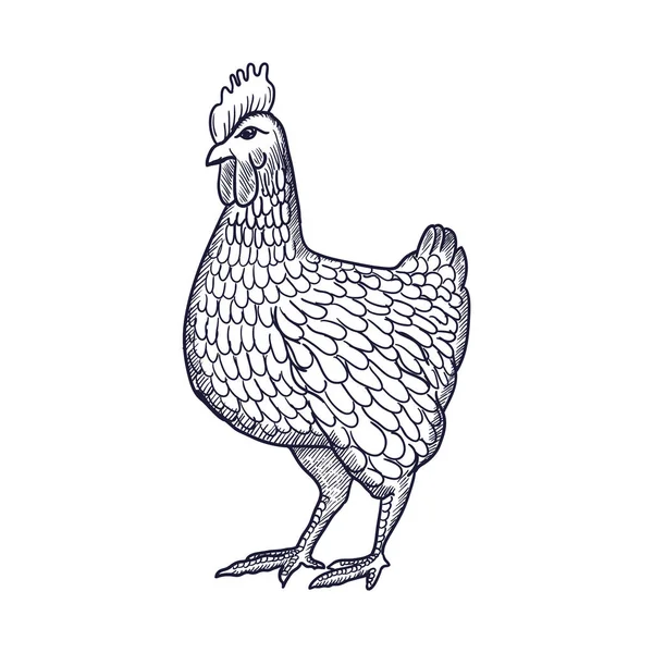 Henne oder Huhn Hand mit Höhenlinien auf weißem Hintergrund gezeichnet. elegante monochrome Zeichnung von Hausgeflügel. Illustration in Vintage-Holzschnitt, Kupferstich oder Radierung. Vektor — Stockvektor