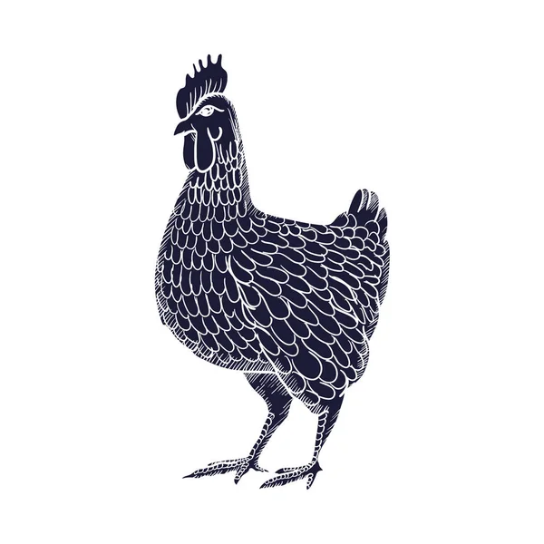 Henne oder Huhn Hand mit Höhenlinien auf weißem Hintergrund gezeichnet. elegante monochrome Zeichnung von Hausgeflügel. Illustration in Vintage-Holzschnitt, Kupferstich oder Radierung. Vektor — Stockvektor