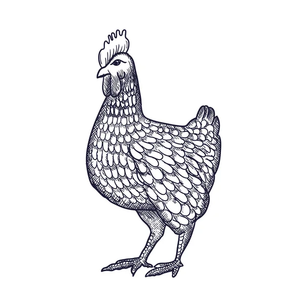 Gallina o pollo disegnato a mano con linee di contorno su sfondo bianco. Elegante disegno monocromatico di pollame domestico da fattoria. illustrazione in stile xilografico, incisione o incisione vintage. Vettore — Vettoriale Stock