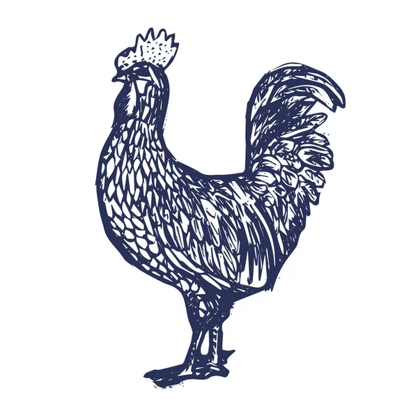 Coq. Poule ou poulet dessiné à la main avec des lignes de contour sur fond blanc. Elégant dessin monochrome d'oiseaux domestiques de volaille de ferme. illustration en gravure sur bois, gravure ou gravure sur bois vintage. Vecteur — Image vectorielle