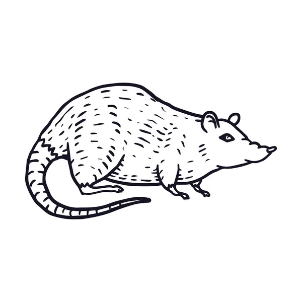 Rat of Muis Hand getekend op witte achtergrond. Vector — Stockvector