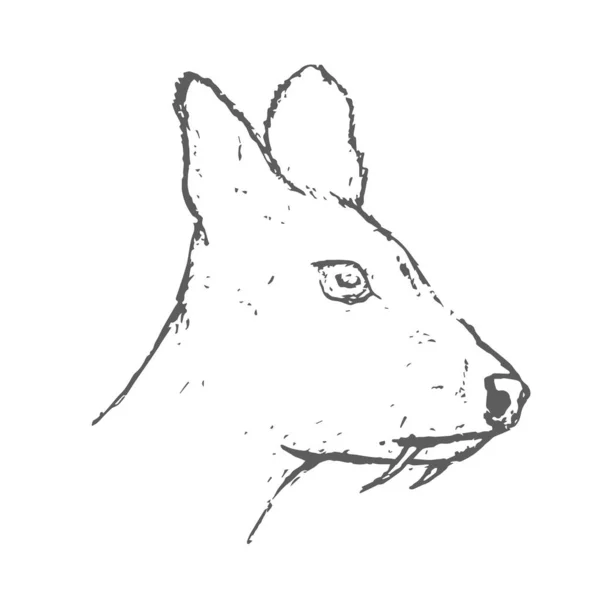 Hand Drawn Musk Deer Head Sketch. Vektor - Stok Vektor