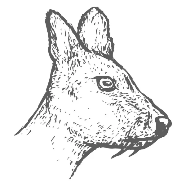 Disegnato a mano Musk Deer Head Sketch. Vettore — Vettoriale Stock