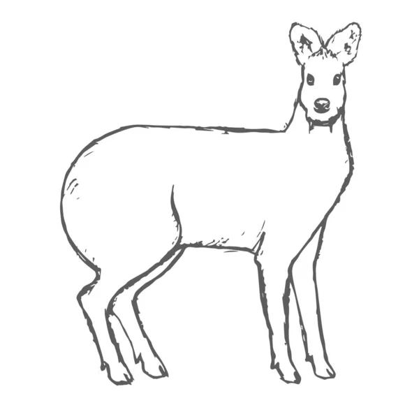 Bosquejo de ciervo almizclero dibujado a mano en blanco. Vector — Vector de stock