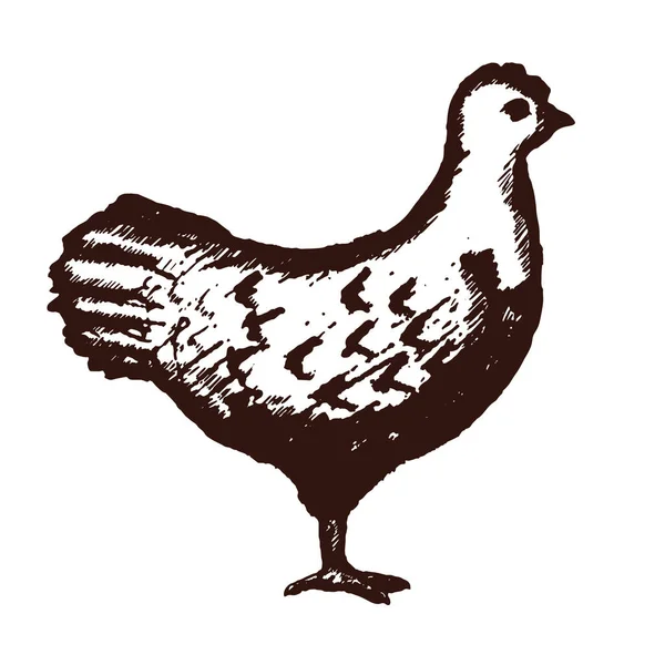 Hühnerhand auf weißem Hintergrund gezeichnet. Vektor — Stockvektor