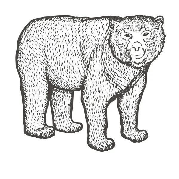 Espectacled desenho mão urso. Estilo de gravura vintage. Arte de ilustração vetorial. Preto e branco. Objeto da natureza esboço naturalista. Vetor — Vetor de Stock