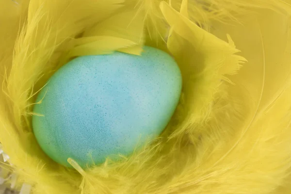 Пасхальне яйце в пір'я — стокове фото