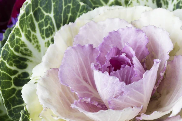 Decorative Cabbage Close Up — Stock Photo, Image