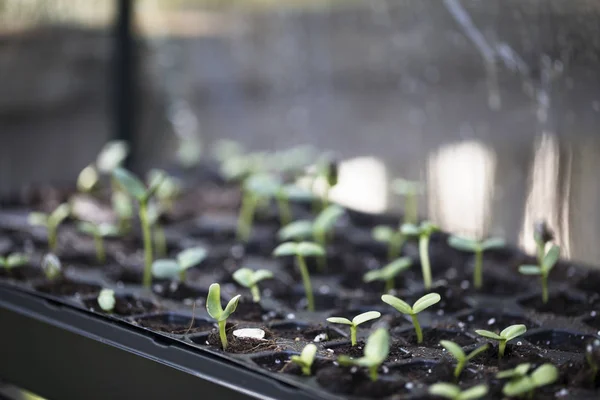 Napraforgó magról nevelt növények üvegház — Stock Fotó