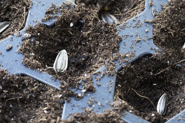 Deux graines de tournesol dans le plateau de plantation — Photo