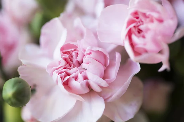 Cravos cor de rosa vibrante . — Fotografia de Stock