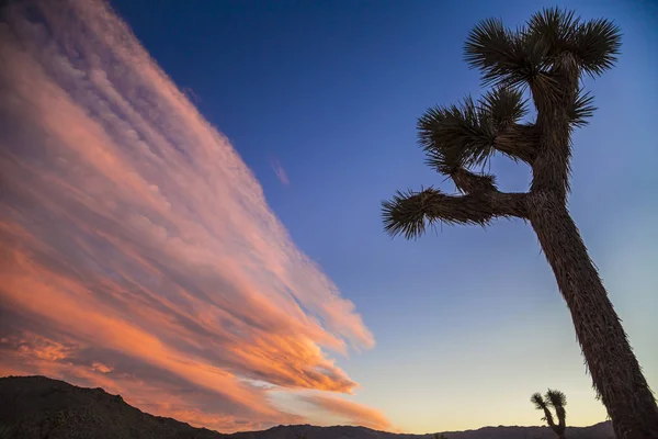 Joshua Trees at sunset. Royalty Free Stock Images