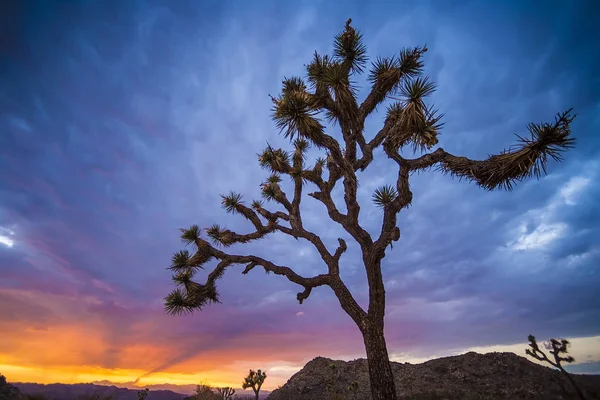 Joshua Trees at sunset. Royalty Free Stock Images