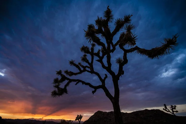 Joshua Trees at sunset. Stock Picture