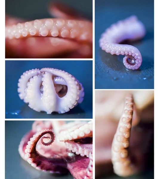 The tentacles sea octopus