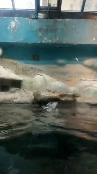Małe Pingwiny Nurkowanie Wodzie Zoo — Wideo stockowe