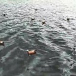 Rote Enten schwimmen im Wasser
