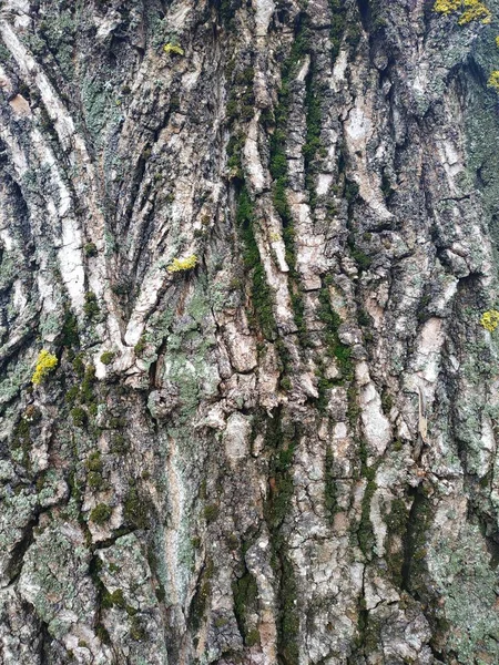 Teksturowane Kora Starego Drzewa — Zdjęcie stockowe