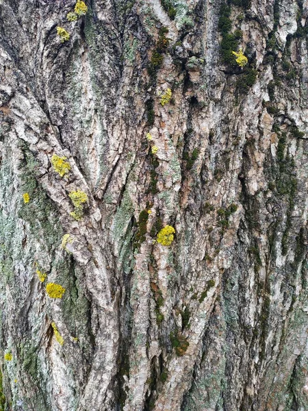Yaşlı Bir Ağaç Dokulu Kabuğu — Stok fotoğraf