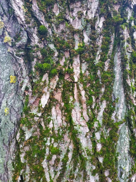 Текстурированная Кора Старого Дерева — стоковое фото