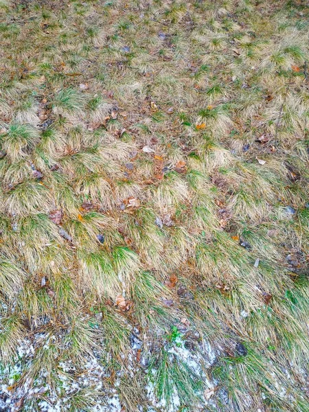 Grünes Gras Mit Dem Ersten Schnee Bedeckt — kostenloses Stockfoto